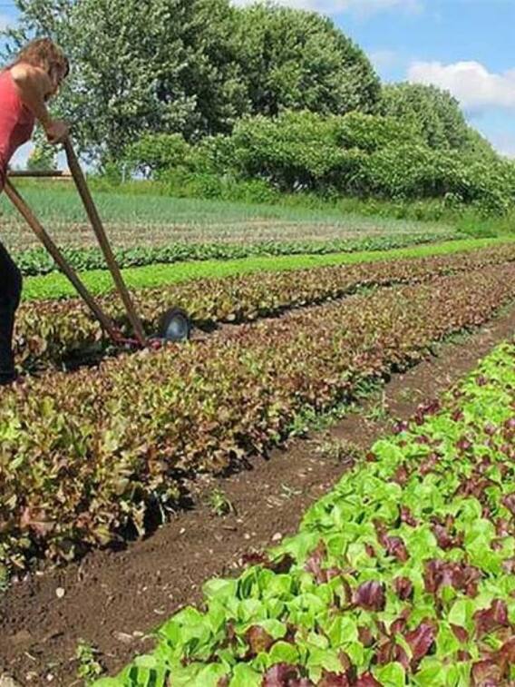 हर सीजन में कमाएं लाखों रुपए, बस ऐसे खेती करें