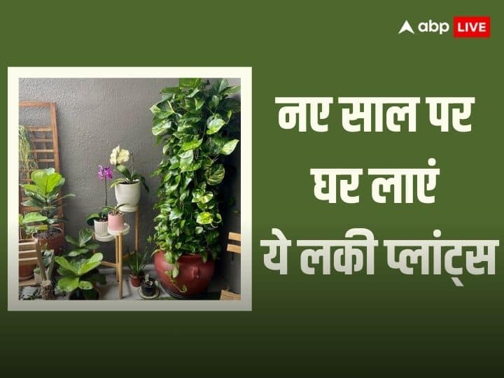 Vastu Tips 2024: नए साल में घर लाएं ये 5 लकी प्लांट्स, इनको घर लाने से चमक जाएगी आपकी किस्मत, ये सभी प्लांट्स आपके लिए और आपके घर के लिए लकी हैं.