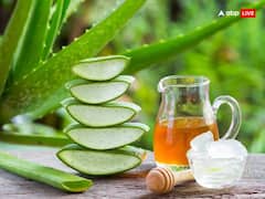 Aloe Vera Upay: ऐलोवेरा का पौधा खूबसूरत ही नहीं धनवान भी बनाता है, बस करें ये काम