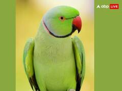 Astrology: ઘરમાં પોપટ પાળવાથી શું થાય છે, કયા ગ્રહો આપે છે શુભ ફળ, જાણો