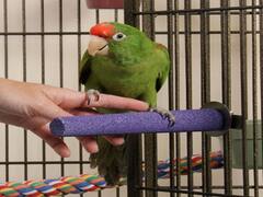 Astrology: ઘરમાં પોપટ પાળવાથી શું થાય છે, કયા ગ્રહો આપે છે શુભ ફળ, જાણો