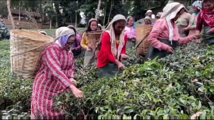 এবার অন্যরকম। বৃহস্পতিবার মকাইবাড়িতে তাঁকে দেখা গেল অন্য মেজাজে। চা পাতা তোলার ফাঁকে তাঁকে টুকটাক নির্দেশ দিতেও দেখা গেল।