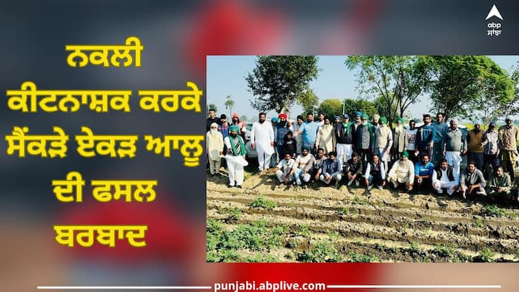 Ludhiana News: bad  condition for farmers! Hundreds of acres of potato crops were destroyed due to artificial pesticides Ludhiana News: ਕਿਸਾਨਾਂ ਦੀ ਜੂਨ ਬੁਰੀ! ਨਕਲੀ ਕੀਟਨਾਸ਼ਕ ਕਰਕੇ ਸੈਂਕੜੇ ਏਕੜ ਆਲੂਆਂ ਦੀ ਫਸਲ ਬਰਬਾਦ