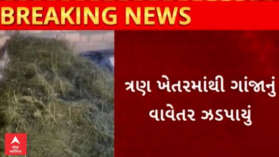 Rajkot | ત્રણ ખેતરોમાંથી મોટા પાયે ઝડપાયું ગાંજાનું વાવેતર, જુઓ પોલીસે કેવી રીતે પકડ્યા?