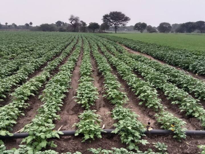 Madhya Pradesh Weather WPotato cultivation may suffer due to severe cold farmers worried ANN MP News: मध्य प्रदेश में आलू की खेती पर मंडरा रहा पाले का संकट, कड़ाके की ठंड से किसान परेशान