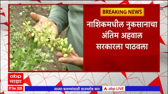 Nashik : जिल्ह्यातील 34 हजार 952 हेक्टर क्षेत्रावरील पिकांचं नुकसान,1 हजार 16 गावांना अवकाळीचा तडाखा