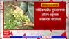 Nashik : जिल्ह्यातील 34 हजार 952 हेक्टर क्षेत्रावरील पिकांचं नुकसान,1 हजार 16 गावांना अवकाळीचा तडाखा