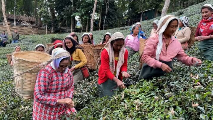 এদিন বাগানের শ্রমিক-বাসিন্দাদের হাতে নিজে হাতে উপহারও তুলে দেন তিনি। মহিলাদের হাতে উপহার তুলে দেন। পরে শিশুদের জন্য আলাদা করে উপহার তুলে দেন তিনি।