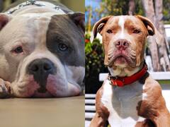देश में पिटबुल और खूंखार कुत्तों को रखने के क्या नियम हैं? यहां जानें सटीक जवाब