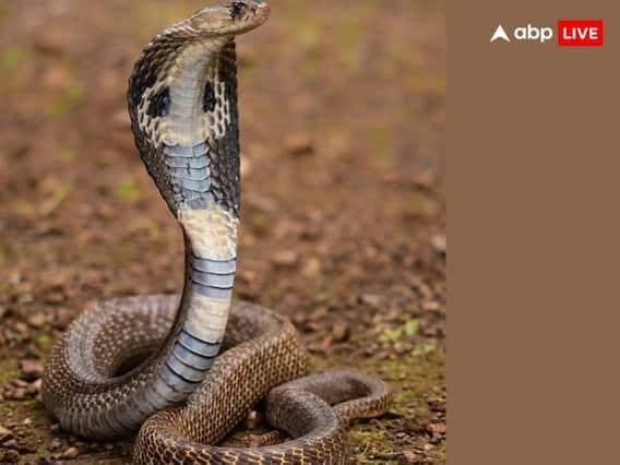 કાલ સર્પ દોષને કારણે નોકરી-ધંધામાં સમસ્યાઓ ઊભી થાય. જેના કારણે તમે ચિંતિત રહેશો. કાલ સર્પ દોષને લીધે, તમે તમારા સપનામાં સાપ જુઓ છો.