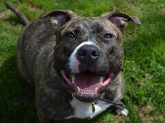 क्या दिल्ली में 'खतरनाक' नस्ल के कुत्ते पालने पर लगेगा बैन? जानें- क्यों उठा ये सवाल