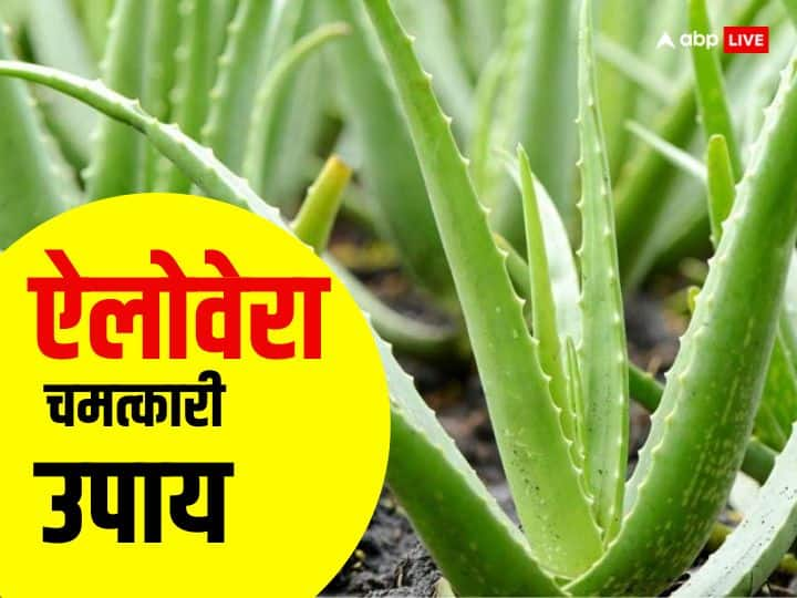 Aloe Vera Upay: ऐलोवेरा त्वचा और स्वास्थ के लिए तो फायदेमंद होता है लेकिन क्या आप जानते हैं कि ऐलोवेरा का पौधा आपकी किस्मत भी चमका सकता है, कैसे ? आइए जानते हैं ऐलोवेरा के उपाय