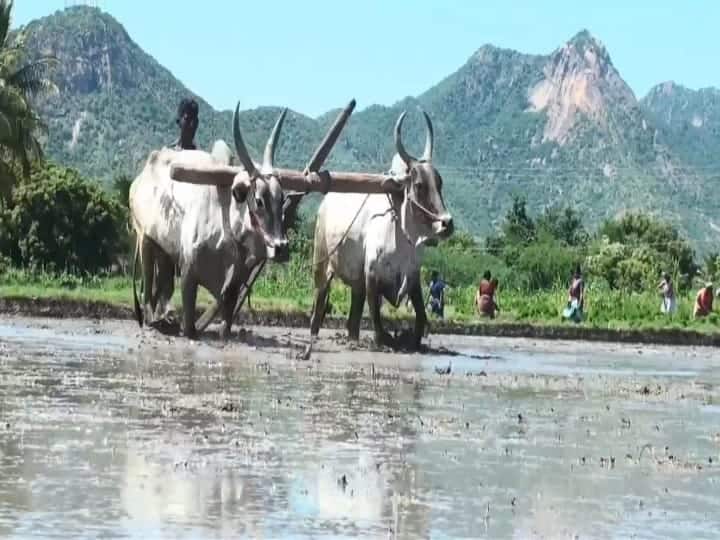 தண்ணீர் கிடைத்துவிடும் என நம்பிக்கையோடு விவசாயிகள் விவசாய பணி செய்து வருகின்றனர்.