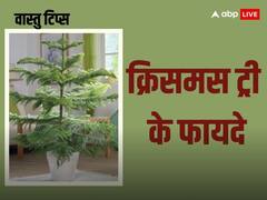 Christmas 2023: क्रिसमस से पहले घर लाएं क्रिसमस ट्री, दूर होगा वास्तु दोष