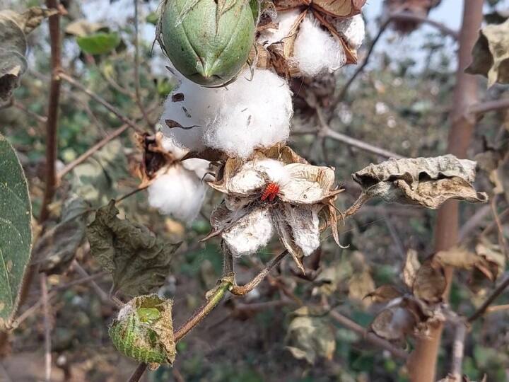 Agriculture News  Heavy loss of cotton in Yavatmal district due to unseasonal rain अवकाळी पावसानं कापूस काळवंडला, दरही घसरले; यवतमाळ जिल्ह्यातील शेतकरी चिंतेत 