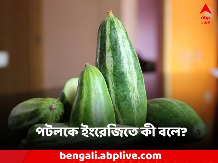Do You Know Everyone knows the names of potatoes and onions, what is potol called in English Do You Know: আলু, পেঁয়াজের নাম তো সবারই জানা, পটলকে ইংরেজিতে কী বলে?