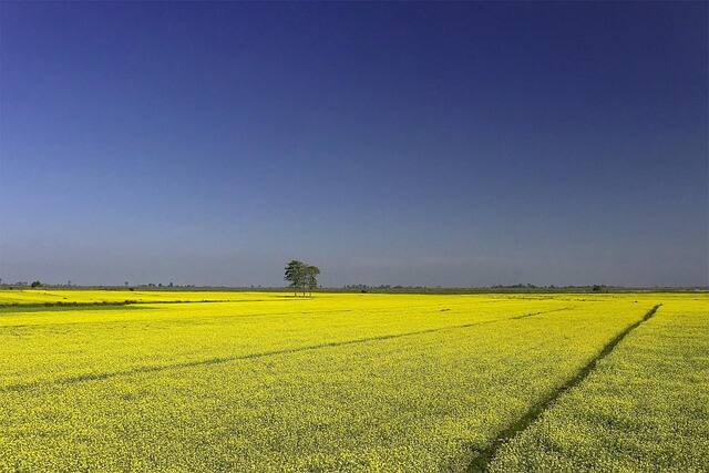 सरसों की बुवाई के लिए अच्छा समय अक्टूबर और नवंबर का माना जाता है. ये मौसम सरसों की खेती के लिए अनुकूल कहा जाता है. यदि आप इस समय के बाद इसकी बुवाई करते हैं, तो आपको फसल की पैदावार कम प्राप्त हो सकती है.