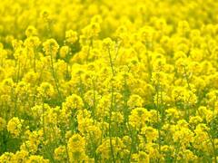 अगर आपने भी की है सरसों की खेती तो समझ लें ये बातें, दोगुनी होगी पैदावार