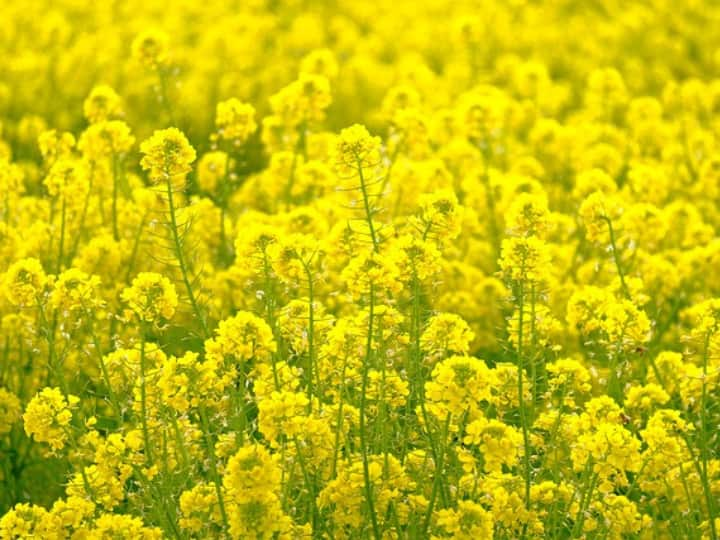 Mustard Farming: सरसों की फसल की दोगुनी पैदावार पाने के लिए किसान भाई यहां बताई गई बातों को ध्यान में रखें. साथ ही रोग से बचाने के लिए दवा का छिड़काव जरूर करें.