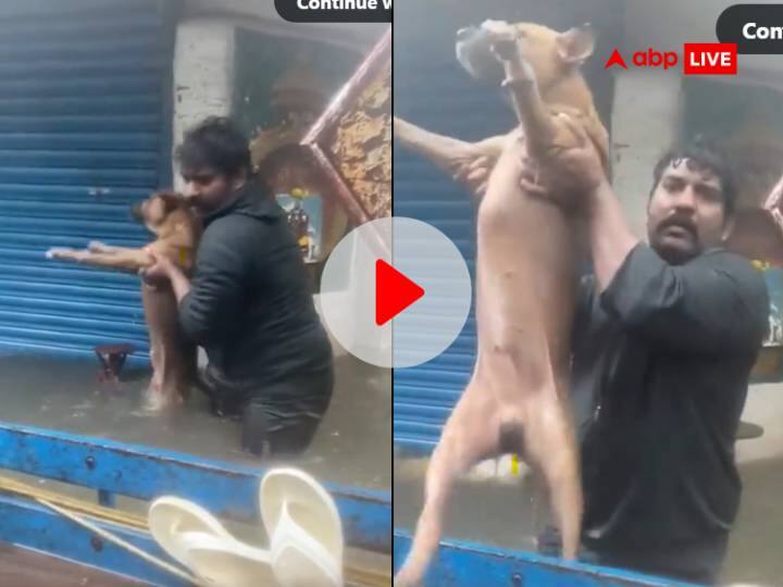 Chennai floods video viral men rescued dogs from heavy rain water video won hearts Watch: 'इंसानियत अब भी जिंदा है...', चेन्नई की बाढ़ में फंसे कुत्तों को बचाते दिखे लोग, सोशल मीडिया पर यूं हुई तारीफ