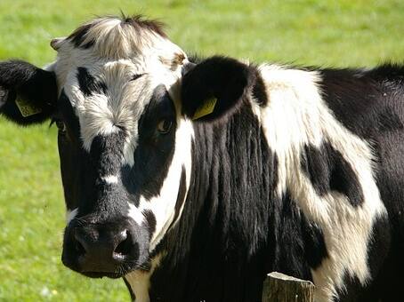 अंतरिक्ष की उड़ान का सस्ता फॉर्मूला, गाय के गोबर से रॉकेट उड़ाने की हो रही तैयारी