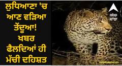 Ludhiana News: ਲੁਧਿਆਣਾ 'ਚ ਆਣ ਵੜਿਆ ਤੇਂਦੂਆ! ਖਬਰ ਫੈਲਦਿਆਂ ਹੀ ਮੱਚੀ ਦਹਿਸ਼ਤ