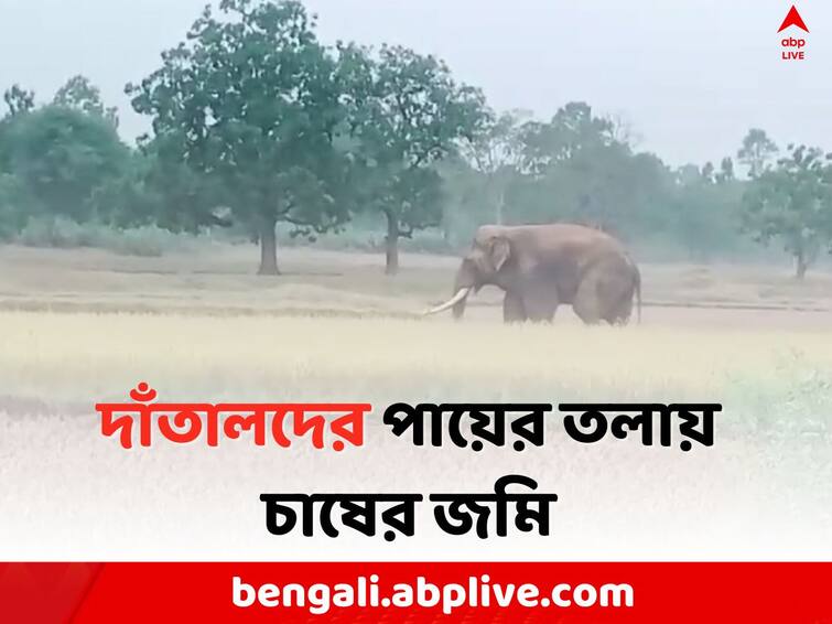 Jhargram News: Elephants creates huge destruction in Agricultural area Jhargram News: ঝাড়গ্রামে তাণ্ডব দাঁতালদের, পিষে দিল চাষের জমি, মাথায় হাত চাষীদের