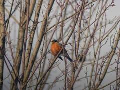 प्रवासी पक्षी क्यों इतनी लंबी यात्रा करके भारत आते हैं? ये है उसका कारण