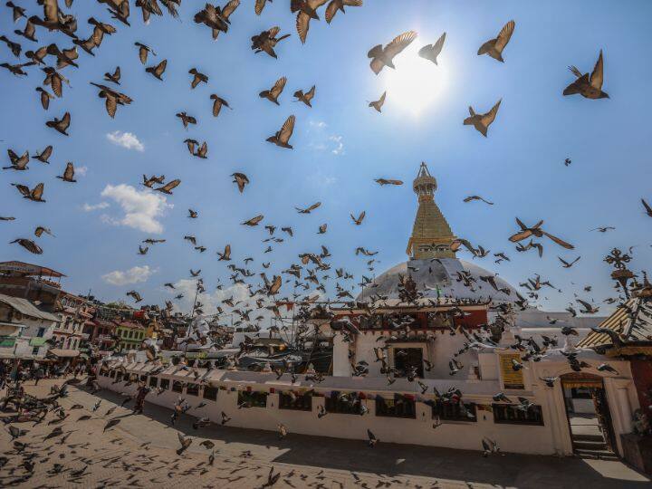 प्रवासी पक्षी उन स्थानों की यात्रा करते हैं जो गर्म होते हैं और जहां भोजन की प्रचुर उपलब्धता होती है. एक बार जब सर्दी का मौसम ख़त्म हो जाता है, तो वे वापस घर लौट आते हैं.