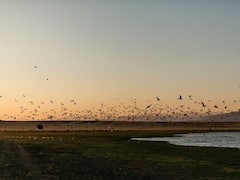 प्रवासी पक्षी क्यों इतनी लंबी यात्रा करके भारत आते हैं? ये है उसका कारण