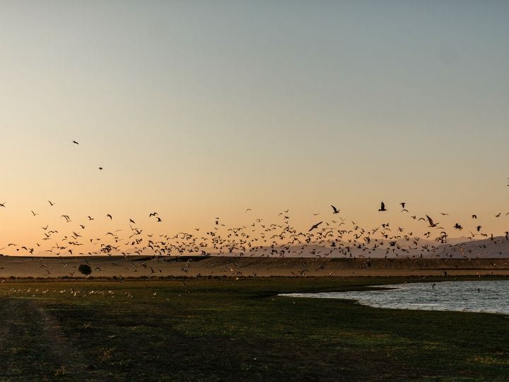 प्रवासी पक्षी सर्दियों के दौरान लंबी दूरी की यात्रा करते हैं. इसके पीछे कई कारण हैं. आइए एक-एक कर समझते हैं.