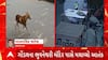 Rajkot News : રાજકોટના ગોંડલમાં શ્વાનનો આતંક,  ભુવનેશ્વરી મંદિર પાસે મચાવ્યો આતંક