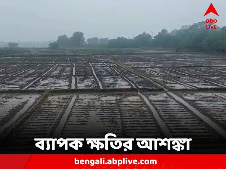 Cyclone Michaung Rain water logging Potato Cultivation effected Weather Update: অকাল বর্ষণে চাষের জমিতে জল, ধান, আলু চাষে ব্যাপক ক্ষতি