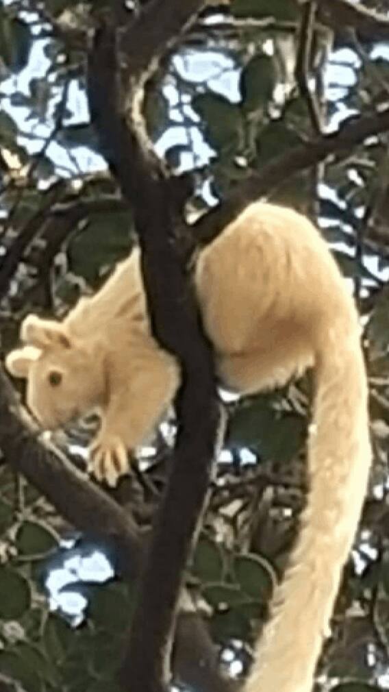 महाबळेश्वरच्या जंगलात आढळणारा शेकरू