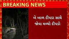 Surat News : સુરતના કામરેજમાં ધોરણ પારડીમાં જોવા મળ્યો દીપડાનો પરિવાર