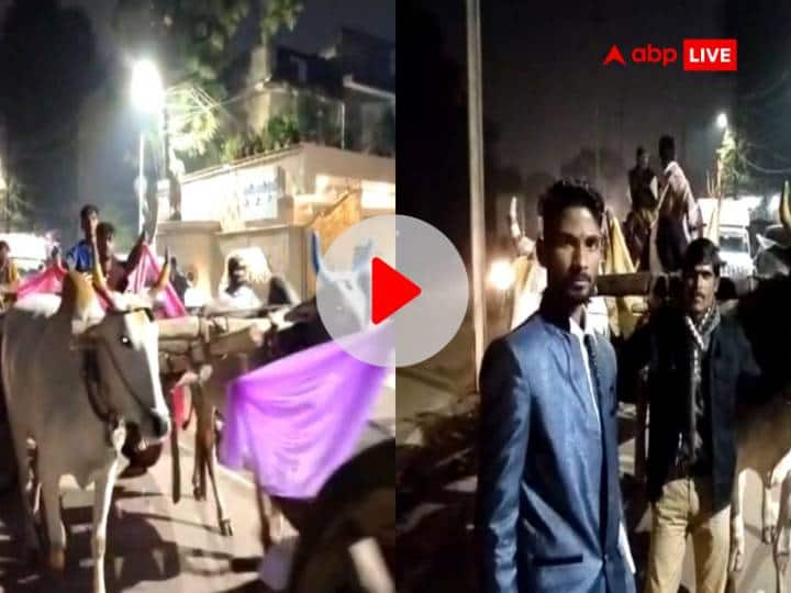 Viral Video: दूल्हे ने रखा घर के बुजुर्ग का मान, दुल्हन को लेने कार की जगह बैलगाड़ी से पहुंचा ससुराल, देखें वीडियो Gwalior groom reached his in-laws house by bullock cart instead of car to pick up the bride video goes viral Viral Video: दूल्हे ने रखा घर के बुजुर्ग का मान, दुल्हन को लेने कार की जगह बैलगाड़ी से पहुंचा ससुराल, देखें वीडियो