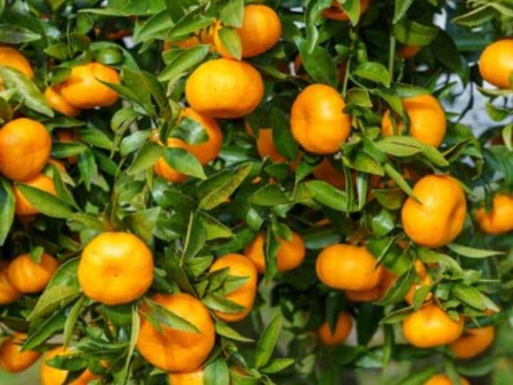 This Is What Happens When You Eat Too Many Oranges Health Tips सर्दी