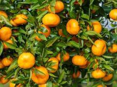 Health Tips: सर्दी में खाते हैं ज्यादा संतरे तो बिल्कुल भी न खाएं, जानिए क्यों