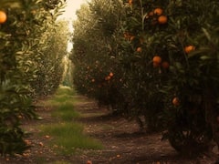 Health Tips: सर्दी में खाते हैं ज्यादा संतरे तो बिल्कुल भी न खाएं, जानिए क्यों