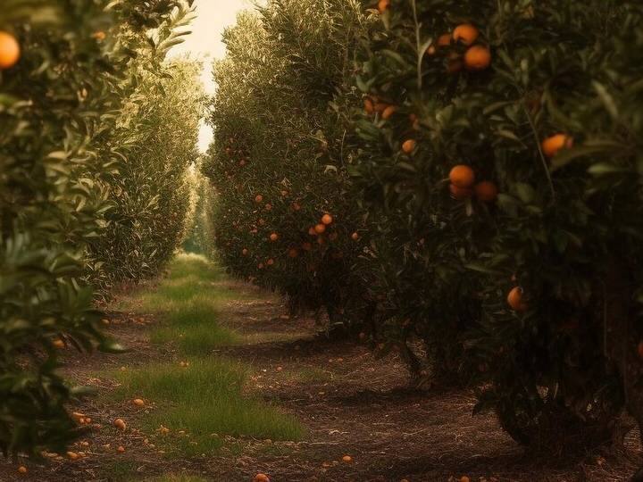 सर्दी का मौसम आते ही संतरा मार्केट से सजा हुआ होता है. हेल्थ एक्सपर्ट भी अक्सर कहते हैं कि सीजनल फल जरूर खाना चाहिए. क्योंकि शरीर को जरूरी पोषक तत्व मिल जाते हैं. एक वक्त था जब संतरा सिर्फ सर्दियों में मिलता था लेकिन अब तो संतरा पूरे साल मिलता है. संतरा हमारे शरीर के लिए बहुत अच्छा होता है क्योंकि इसमें विटामिन सी होता है. वहीं डॉक्टर्स इन बीमारी वाले लोगों को संतरा खाने से मना करते हैं.