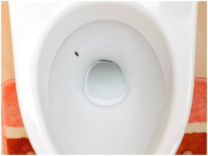 Toilet Urinal Target of bee Know why bee are printed on urinals read here reasons behind this कई देशों में टॉयलेट के बीच में मक्खी बनी होती है, जानिए ऐसा क्यों किया जाता है?