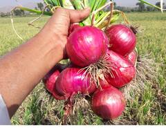 कांद्यावर निर्यातबंदी! केंद्र सरकारचा मोठा निर्णय, बळीराजाला बसणार फटका