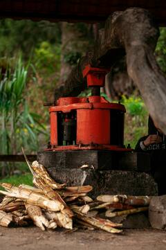 Sugarcane juice : चेहऱ्याच्या अनेक समस्यांवर एकच उपाय, उसाचा रस..