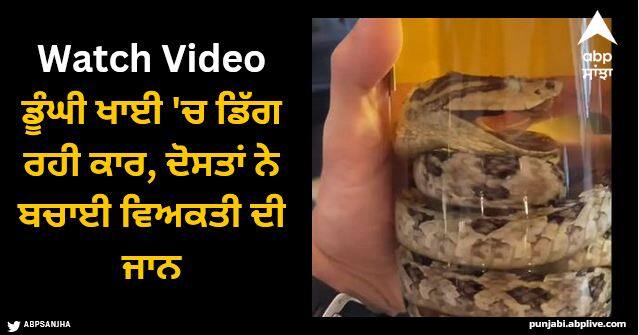 there is a real snake inside whiskey bottle you will shocked to see japan snake whiskey Viral Video: ਵਿਸਕੀ ਦੀ ਬੋਤਲ ਦੇ ਅੰਦਰ ਅਸਲੀ ਸੱਪ, ਜਾਪਾਨ ਦੀ ਸਨੇਕ ਵਿਸਕੀ ਦੀ ਵੀਡੀਓ ਦੇਖ ਕੇ ਹੋ ਜਾਓਗੇ ਹੈਰਾਨ