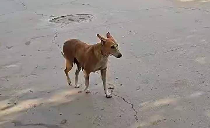 Rajkot Dog News: of terror created by Roaming Dogs in rajkot district, 30 bite in single day Dog Bite: ગોંડલમાં શ્વાનનો આતંક, મંદિરે આવતા-જતા 30થી વધુ ભક્તોને બચકાં  ભર્યા, લોકોમાં ભયનો માહોલ