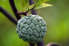 Custard Apple Health Benefits : तुमच्या शरिरात  लोहाची कमतरता आहे का? असल्यास या फळाचे सेवन करा.