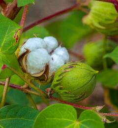 अवकाळी पावसाचा कापसाला फटका, दरात घसरण
