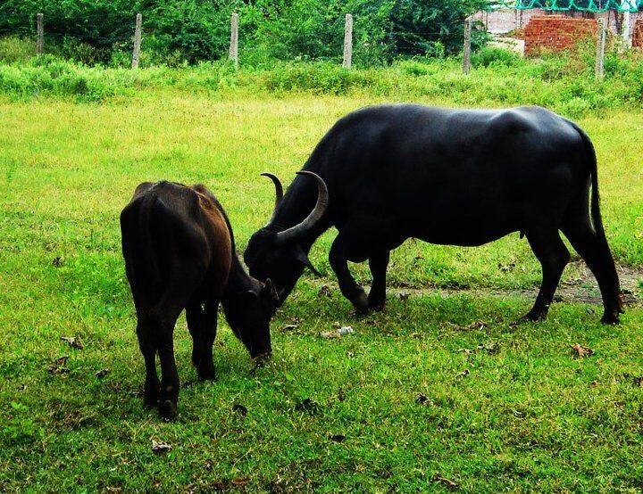 Patan News: ten buffalo died due sore throat Diseases in last one week in patan Santalpur village Patan News: પાટણમાં પશુઓમાં દેખાયો નવો રોગ, એક અઠવાડિયામાં 10 ભેંસોના મોત થતાં પશુ ચિકિત્સા ટીમની દોડાદોડી