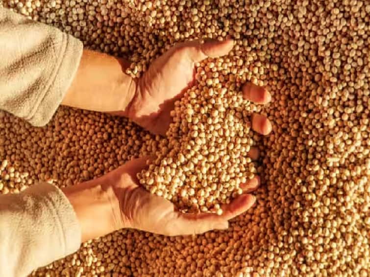 Soybean farmers worried due to Prices Below The Guaranteed Price Despite Production Declines Farmer maharashtra news Agriculture News सोयाबीन उत्पादक शेतकऱ्यांच्या चिंतेत वाढ; हमीभावापेक्षा कमी मिळतोय बाजारभाव