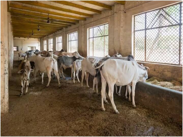 Raigarh gothan committees are worried about their payment as government changes in state ann Raigarh: सरकार बदलने के बाद क्या गोधन न्याय योजना चलेगा निर्बाध? रायगढ़ की महिलाओं को इसलिए हो रही चिंता